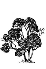 Black And White Tree Clipart 8 - Hawthorn