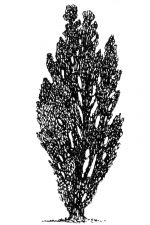 Black And White Tree Clipart 9 - Lombardy Poplar