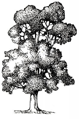 Black And White Tree Clipart 1 Sycamore