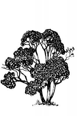 Black And White Tree Clipart 8 - Hawthorn