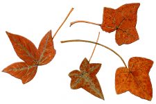 Autumn Leaves Clip Art 1 - Ivy Leaves