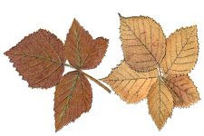 Autumn Leaves Clip Art 11 - Bramble Leaves