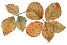 Autumn Leaves Clip Art 12 - Bramble Leaves