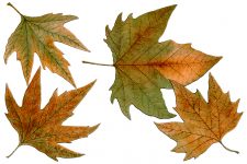 Autumn Leaves Clip Art 2 - Plane Leaves