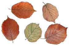 Autumn Leaves Clip Art 5 - Hazel Tree Leaves