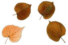 Autumn Leaves Clip Art 6 - Lime Leaves