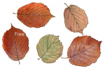 Autumn Leaves Clip Art 5 - Hazel Tree Leaves