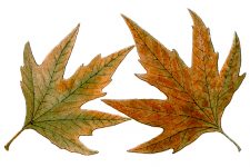 Free Fall Leaf Clip Art 10 - Oriental Plane Leaves