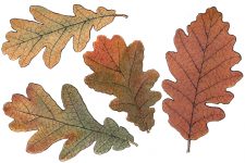 Free Fall Leaf Clip Art 2- Oak Leaves