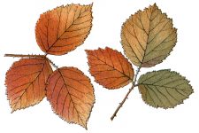 Free Fall Leaf Clip Art 4 - Bramble Leaves