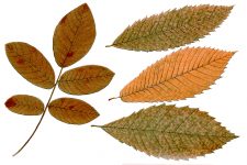 Free Fall Leaf Clip Art 6 - Chestnut and Walnut Leaves