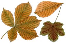 Free Fall Leaf Clip Art 8 - Horse Chestnut And Sycamore Leaves