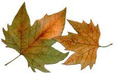 Free Fall Leaf Clip Art 9 - Western Plane Leaves