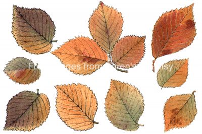 Free Fall Leaf Clip Art 1 - Elm Leaves