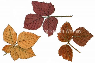 Free Fall Leaf Clip Art 3 - Bramble Leaves