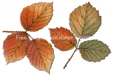 Free Fall Leaf Clip Art 4 - Bramble Leaves