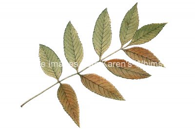 Free Fall Leaf Clip Art 5 - Ash Leaves