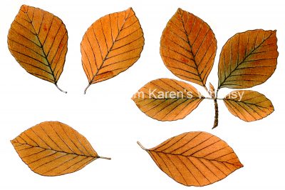 Free Fall Leaf Clip Art 7 - Beech Leaves