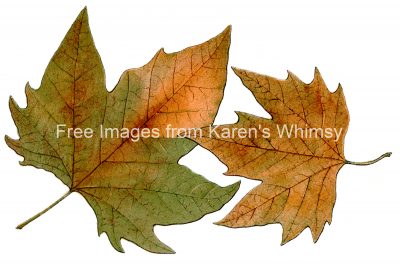 Free Fall Leaf Clip Art 9 - Western Plane Leaves