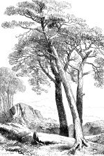Drawings Of Trees 1 - Scotch Pine