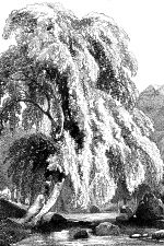 Drawings Of Trees 10 Birch Tree