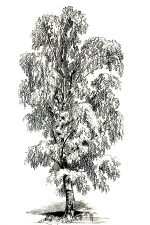 Drawings Of Trees 11 Silver Birch