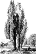 Drawings Of Trees 13 Lombardy Poplars