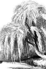 Drawings Of Trees 15 Weeping Willow