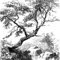 Drawings of Trees