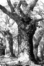 Drawings Of Trees 18 Oak Trunk