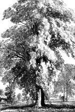 Drawings Of Trees 19 Full Grown Ash