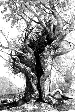Drawings Of Trees 20 Old Ash Trunk