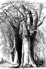 Drawings Of Trees 21 Beech Trees