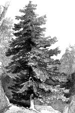 Drawings Of Trees 4 The Larch
