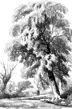 Drawings Of Trees 5 The Elm
