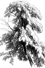 Drawings Of Trees 6 Upper Elm