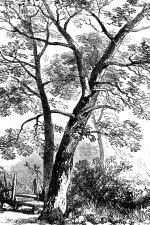 Drawings Of Trees 9 Chestnut Sprays
