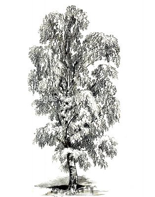 Drawings Of Trees 11 Silver Birch