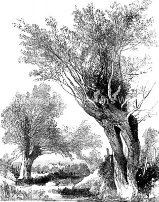 Drawings of Trees 14 - Pollarded Willows