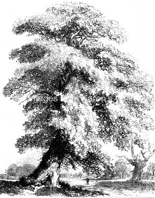 Drawings Of Trees 16 Full Grown Oak