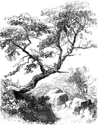 Drawings Of Trees 17 Mountain Scene Oak