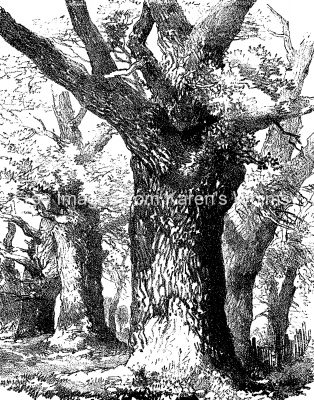 Drawings Of Trees 18 Oak Trunk
