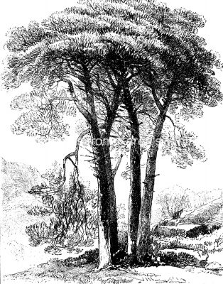 Drawings Of Trees 2 Scotch Firs