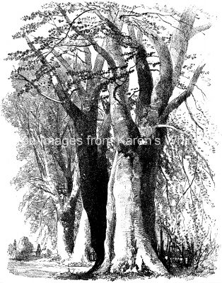 Drawings Of Trees 21 Beech Trees