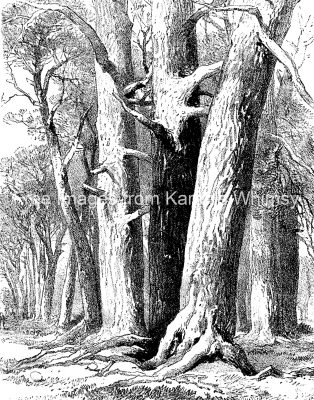 Drawings Of Trees 3 Scotch Fir Trunks