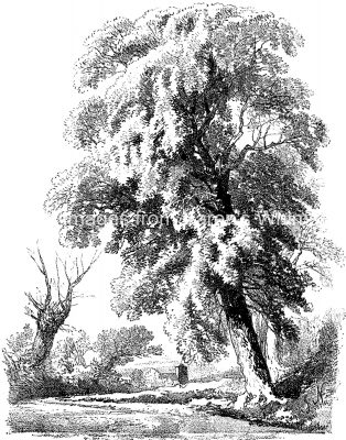 Drawings Of Trees 5 The Elm