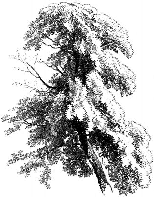 Drawings Of Trees 6 Upper Elm