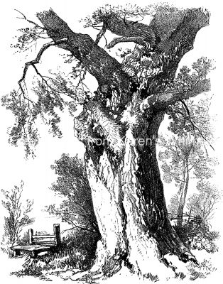 Drawings Of Trees 7 Old Elm Trunk