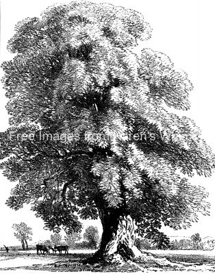 Drawings Of Trees 8 Chestnut Tree