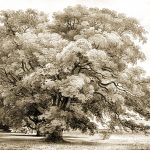 Tree Clip Art 2 Evergreen Oak